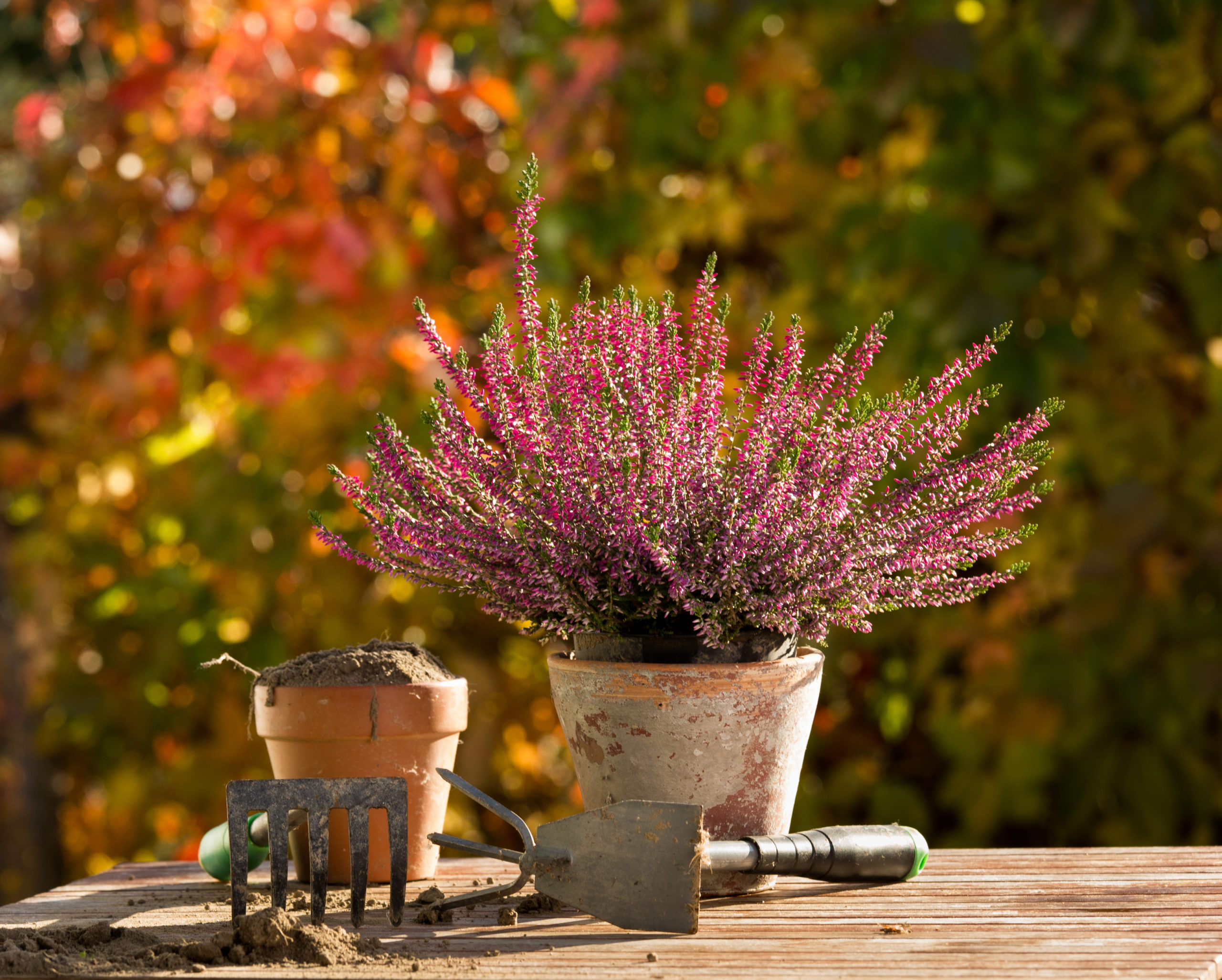 herfst tuin planten