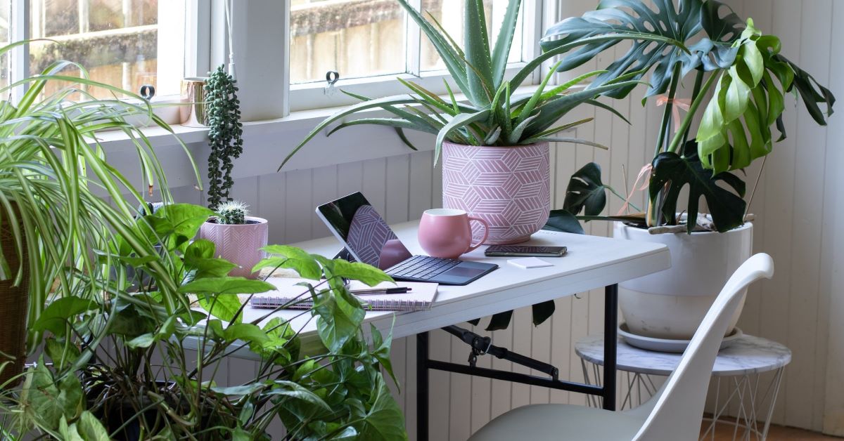 alias papier schors Waarom zijn planten in huis een must? | De Bossche WoonBoulevard