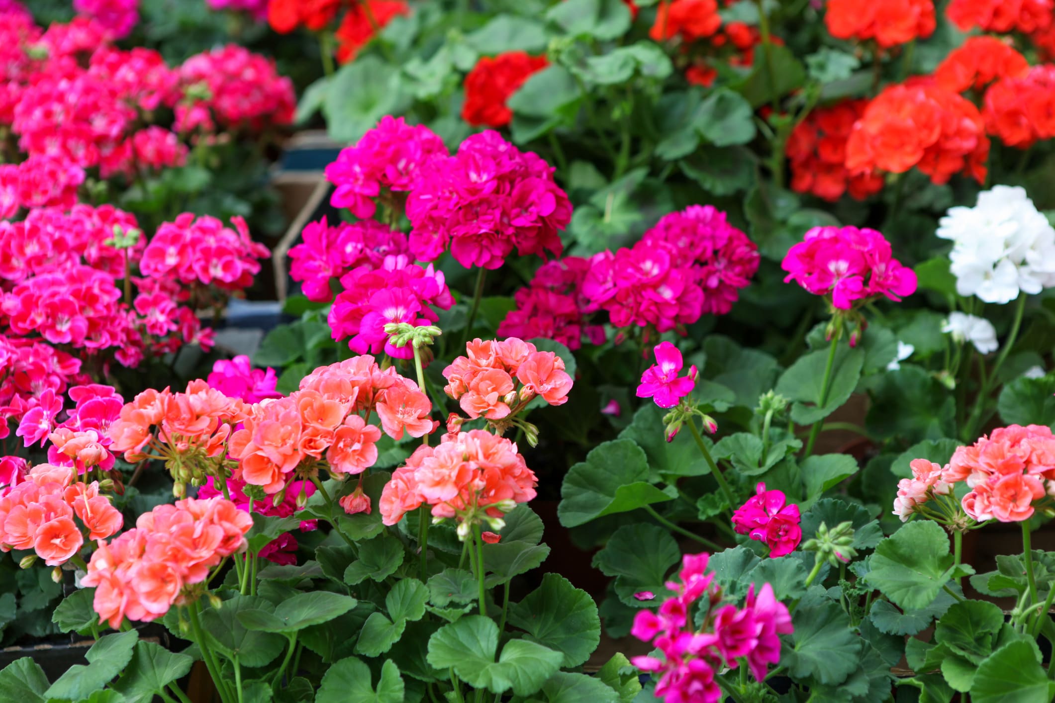 Geraniums onderhoudsvrije tuin