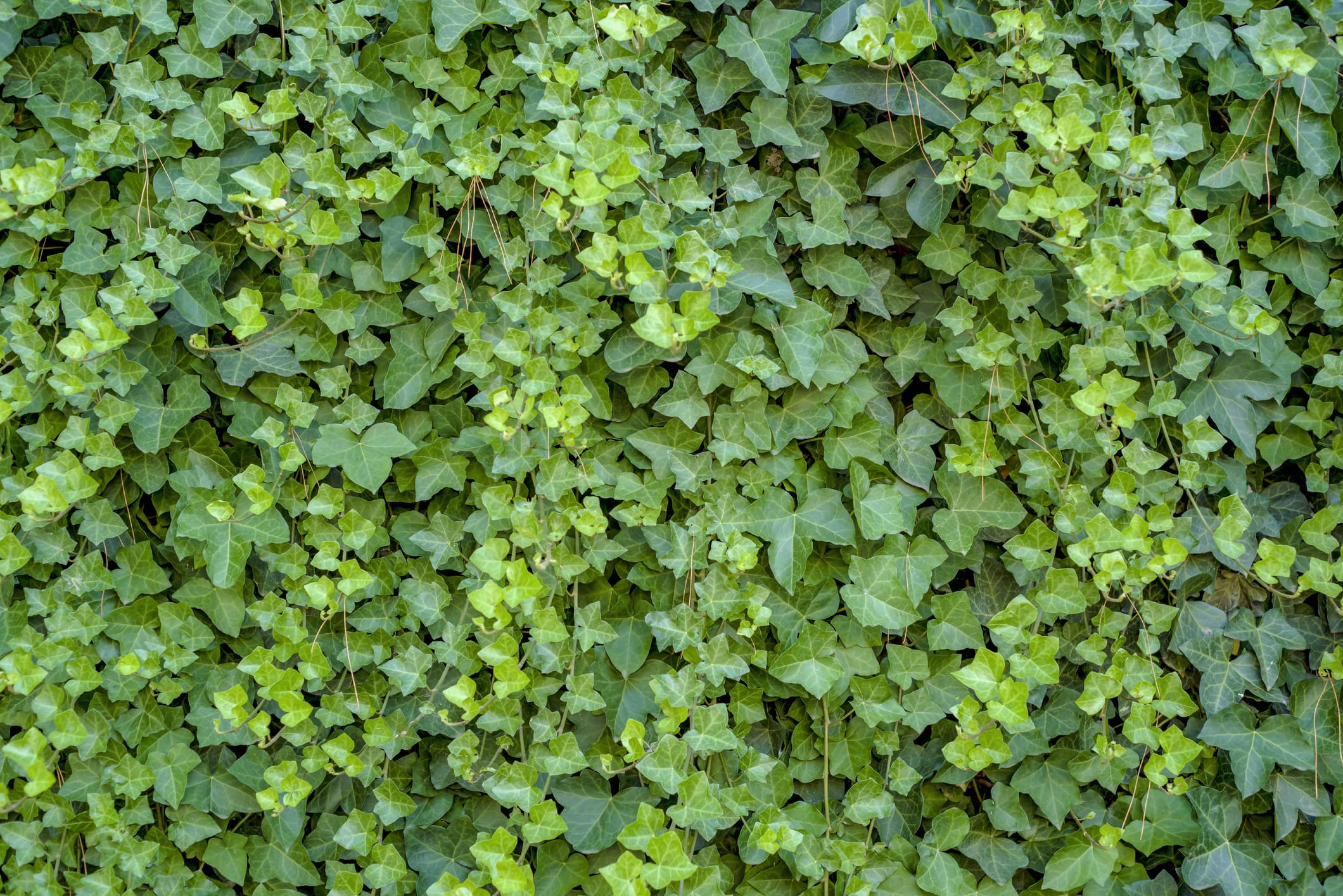 Hedera haag onderhoudsvrije tuin