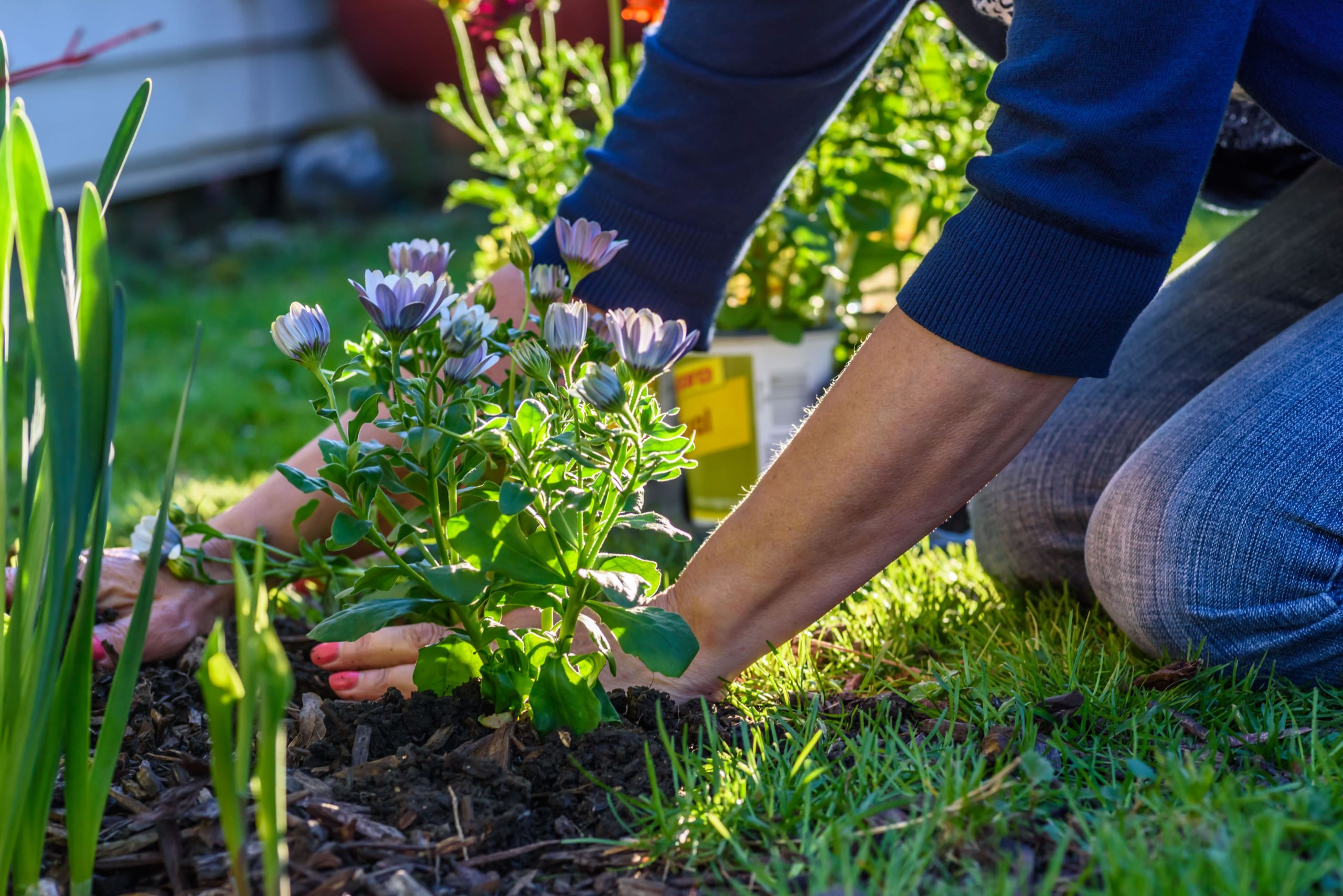 kleine tuin planten